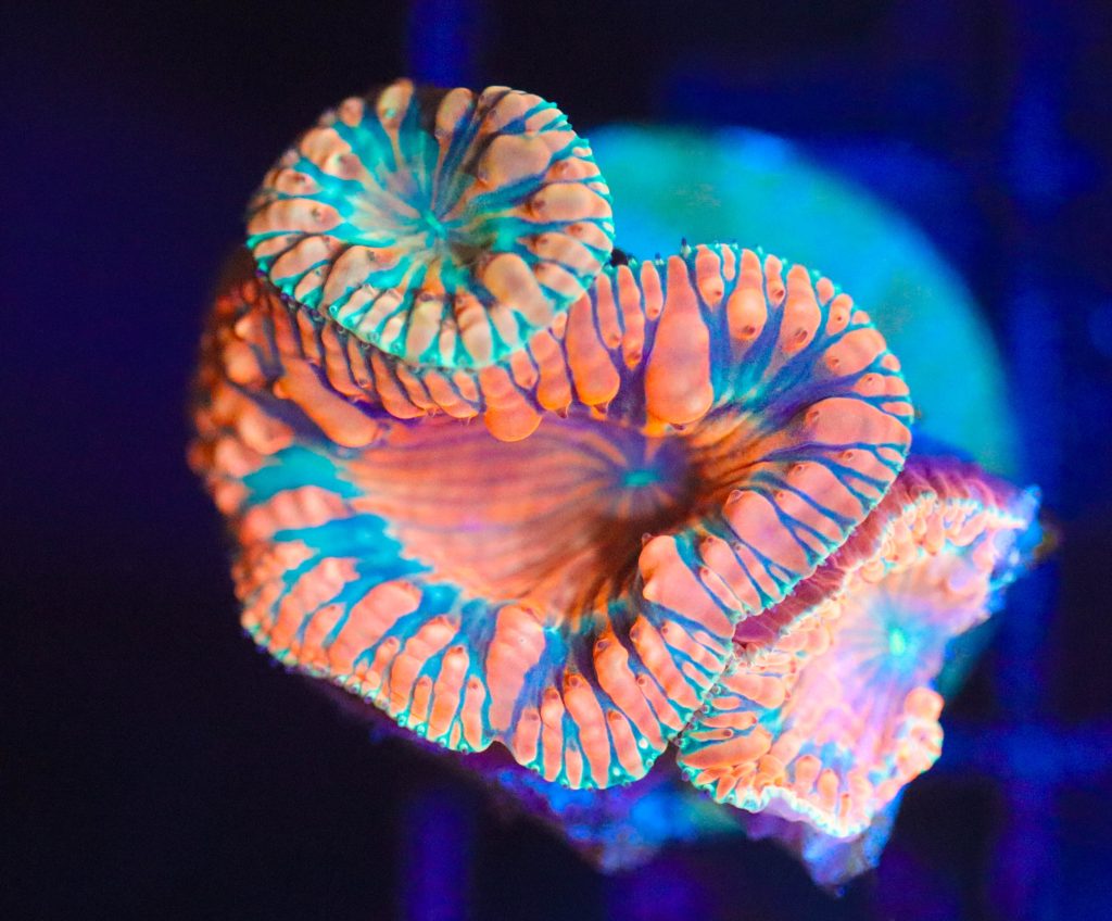 Frag Box Corals