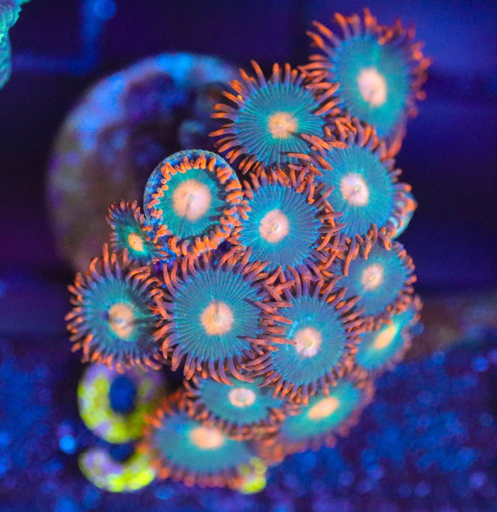 Frag Box Corals