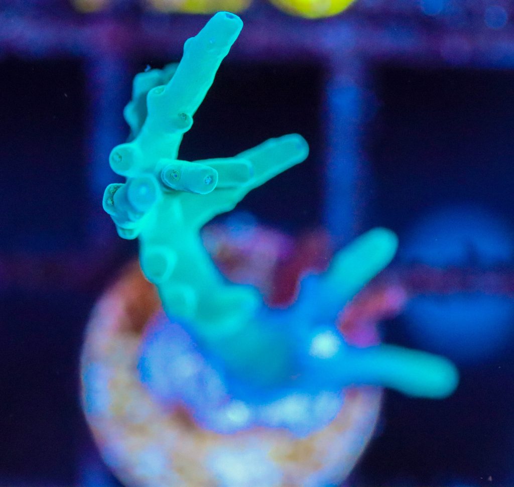 Frag Box Corals