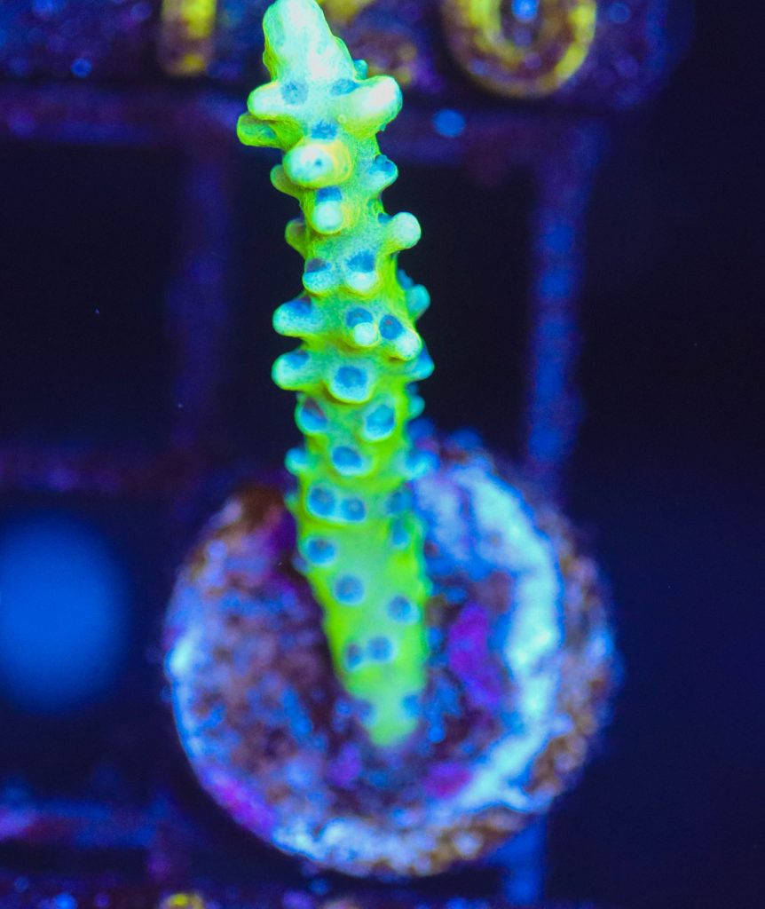 Frag Box Corals