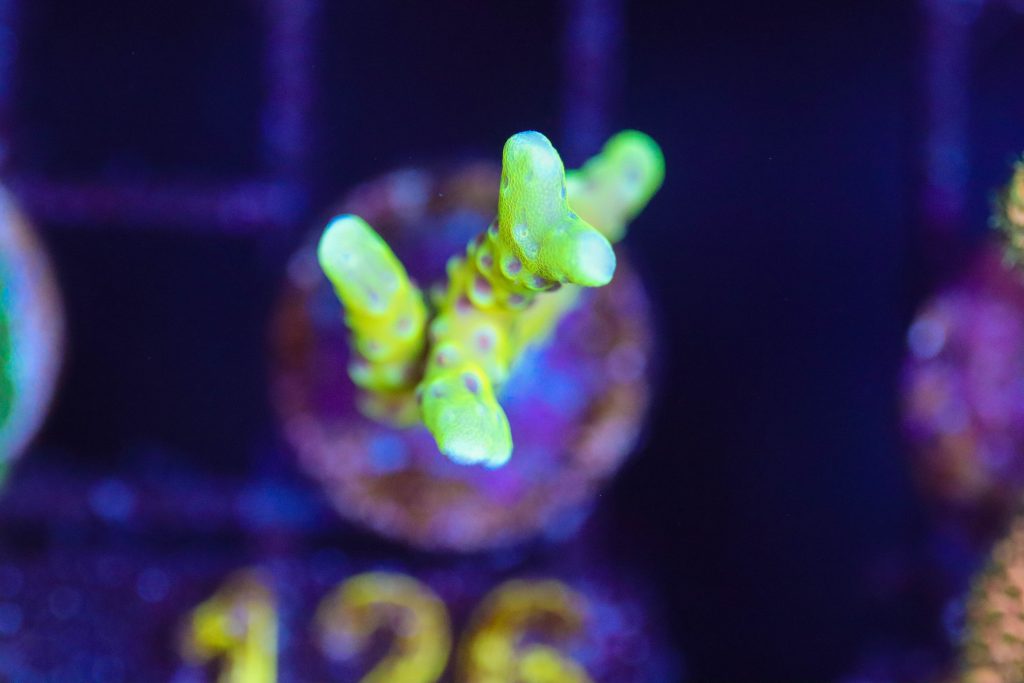 Frag Box Corals