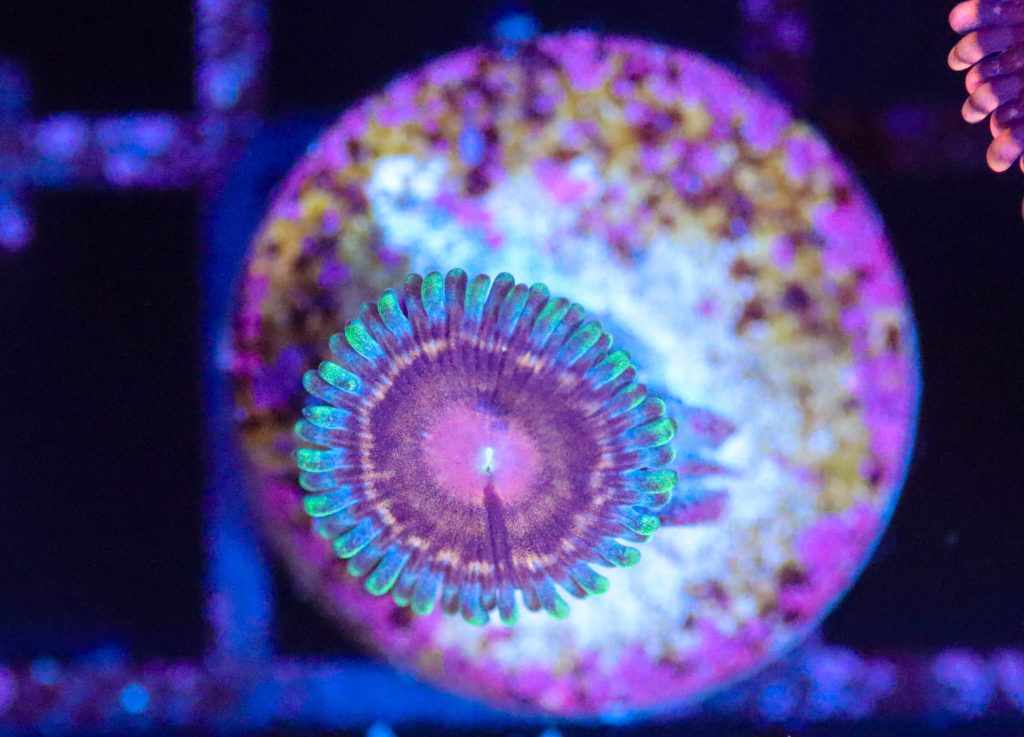Frag Box Corals