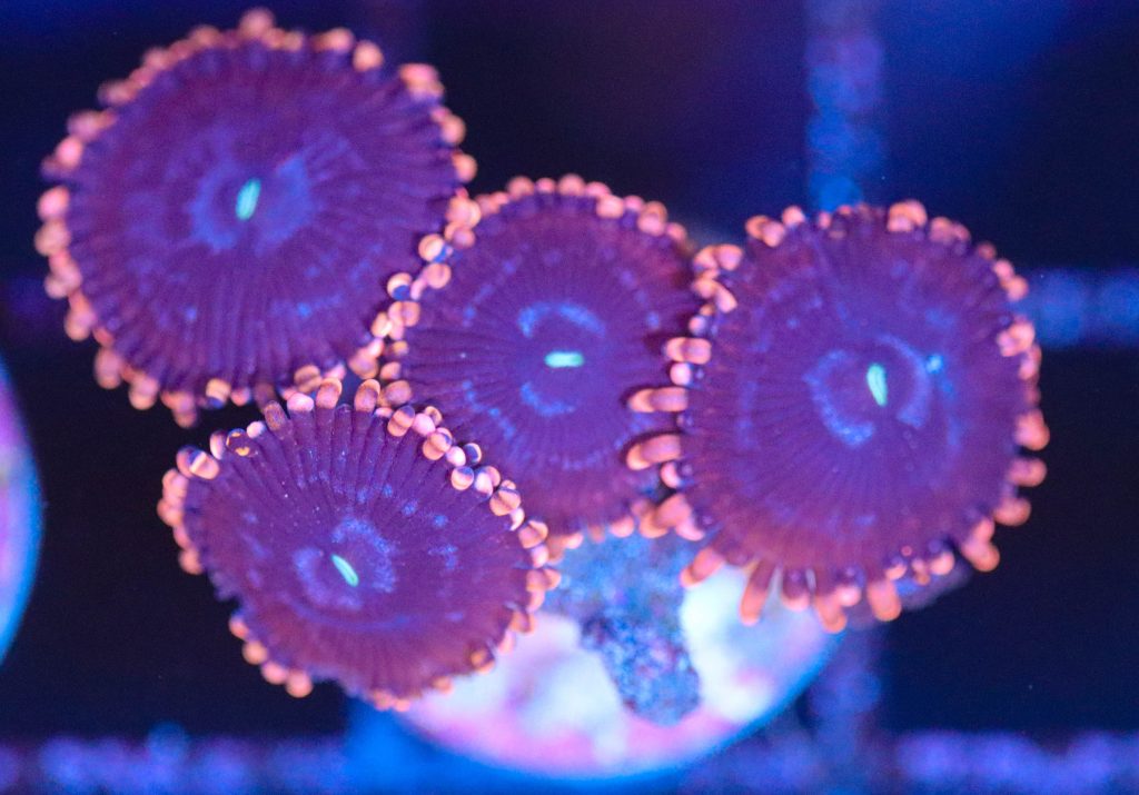 Frag Box Corals