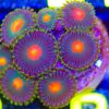 WYSIWYG Zoa Frag (B3)