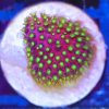 WYSIWYG Discoball Cyphastrea Frag (B7)