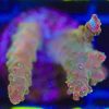 WYSIWYG Acropora Frag (B16)
