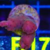 WYSIWYG Acropora Frag (B17)