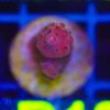 WYSIWYG Acropora Frag (B18)
