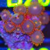 WYSIWYG Zoa Frag (B19)