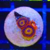 WYSIWYG Zoanthid Frag (B20)