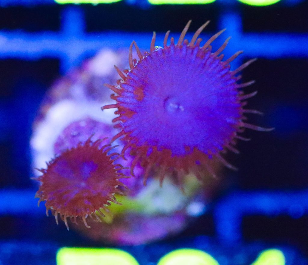 Frag Box Corals