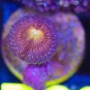 WYSIWYG Zoa Frag (B22)