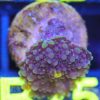 WYSIWYG Ricordea Mushroom Frag (B25)