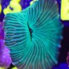 WYSIWYG Striped Discosoma Mushroom(B26)