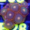 WYSIWYG Zoa Frag (B28)