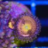 WYSIWYG Zoa Frag(B30)