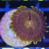WYSIWYG Zoa Frag (B31)