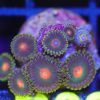 WYSIWYG Zoa Frag (B32)