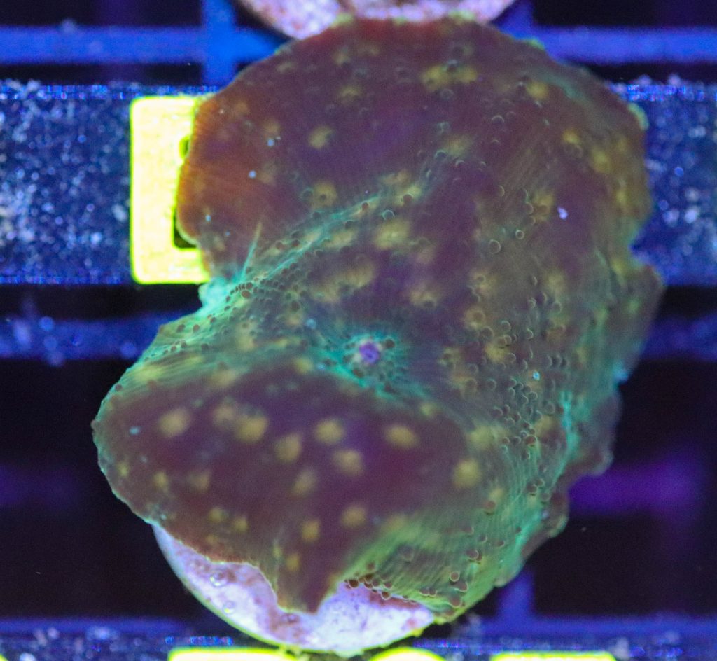 Frag Box Corals
