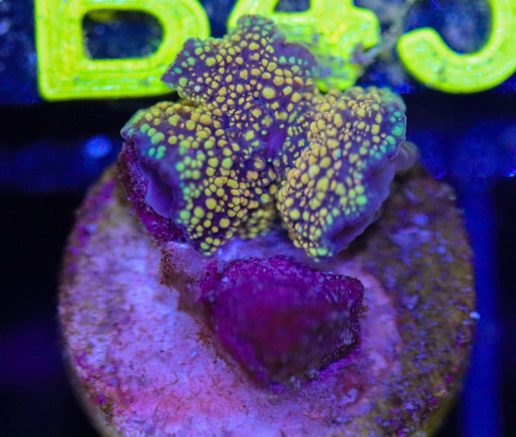 Frag Box Corals