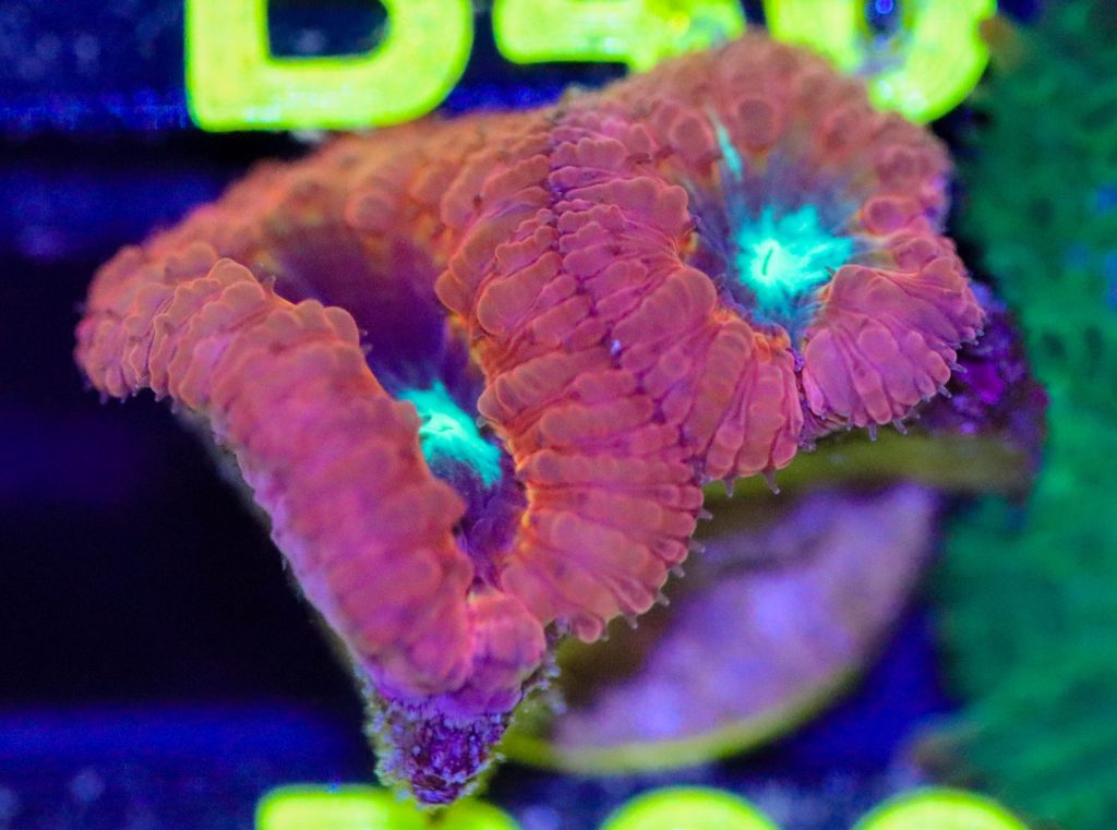 Frag Box Corals