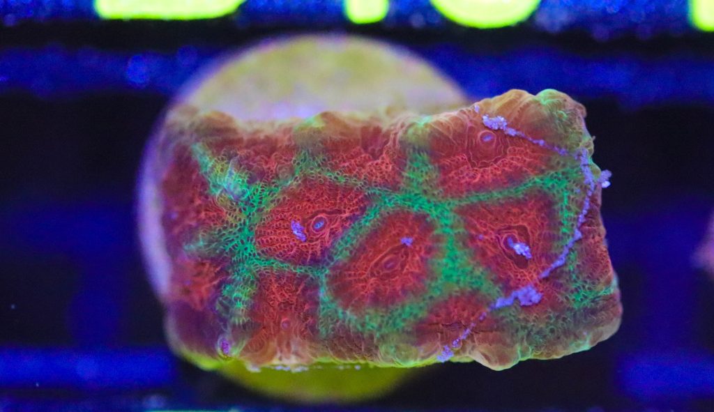 Frag Box Corals