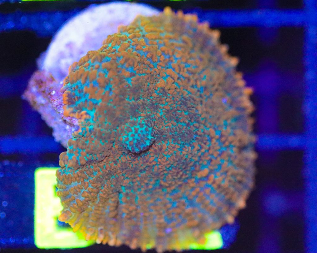 Frag Box Corals