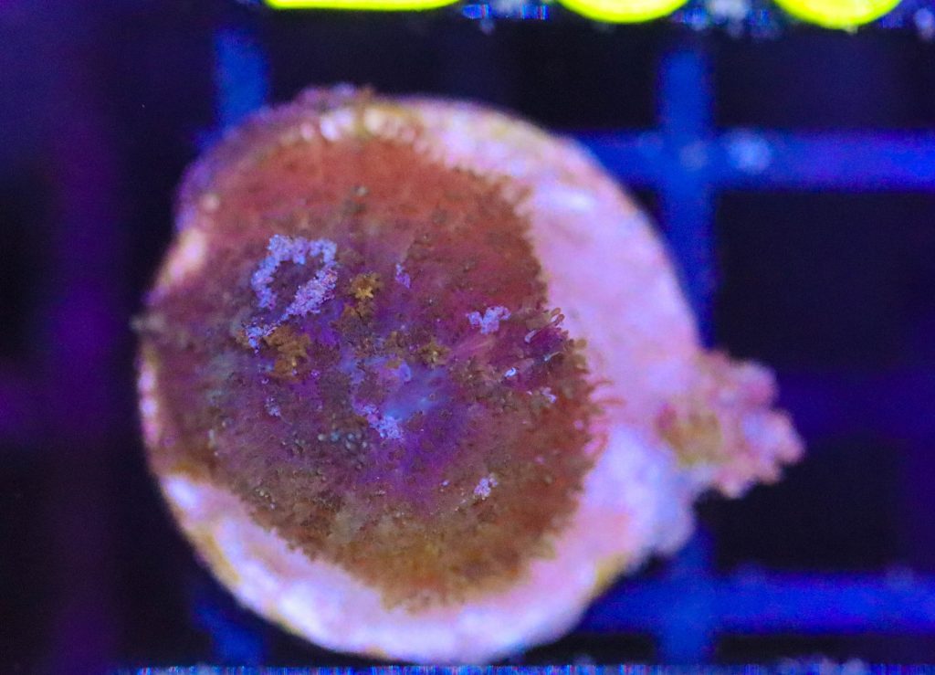 Frag Box Corals