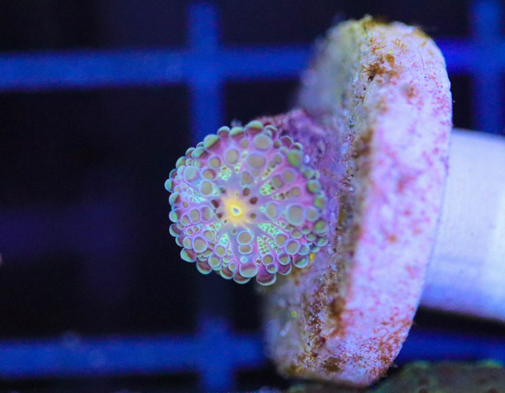 Frag Box Corals