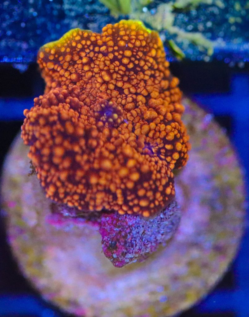 Frag Box Corals