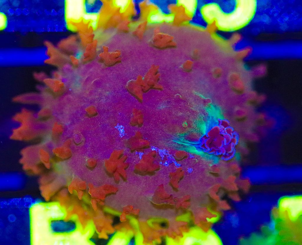 Frag Box Corals