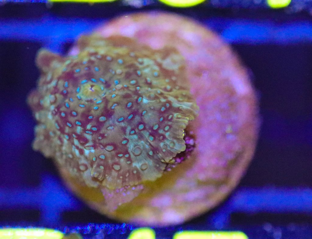 Frag Box Corals