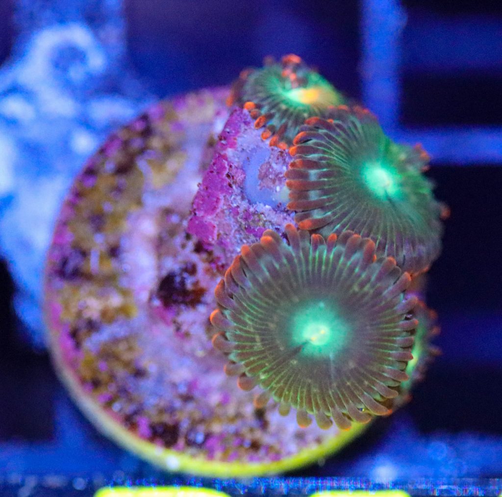 Frag Box Corals