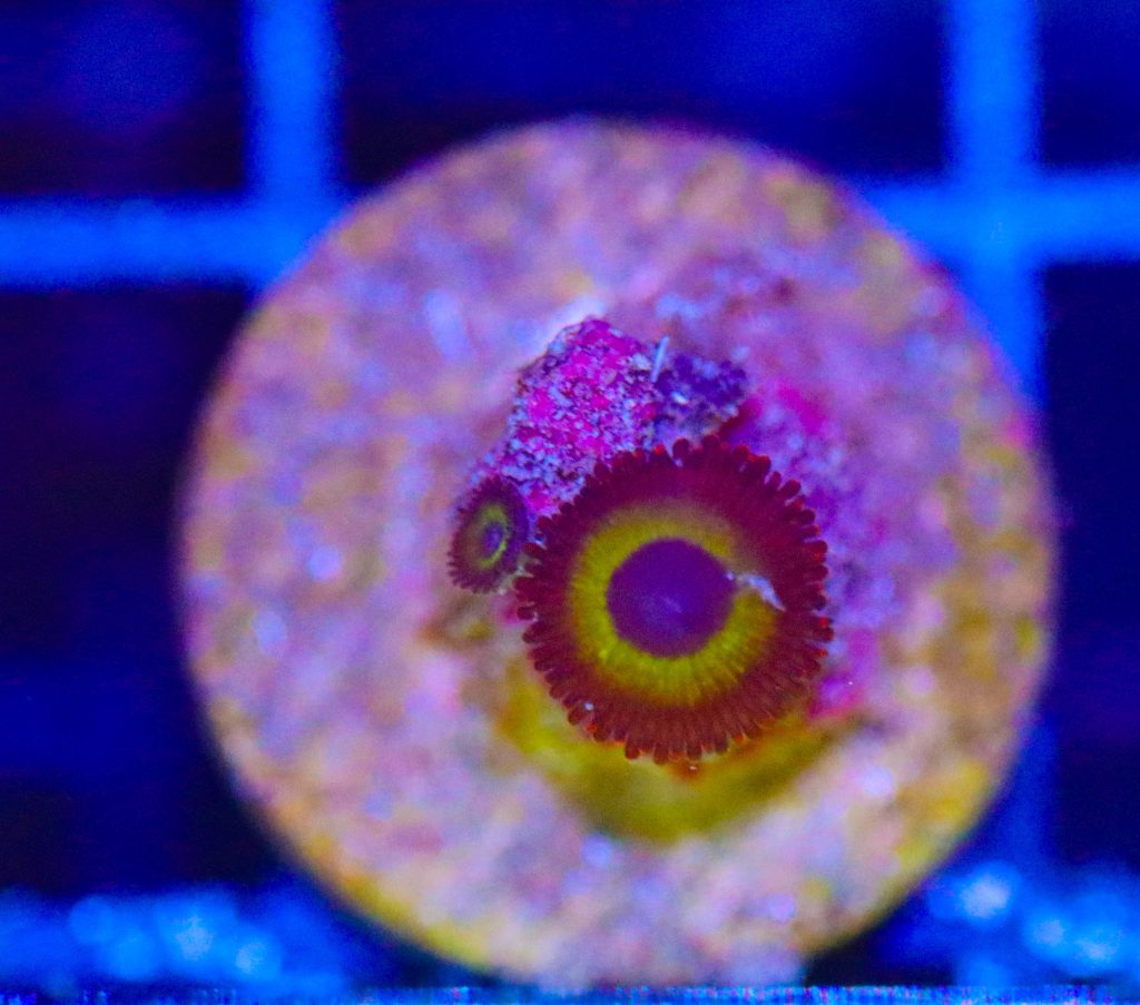 Frag Box Corals