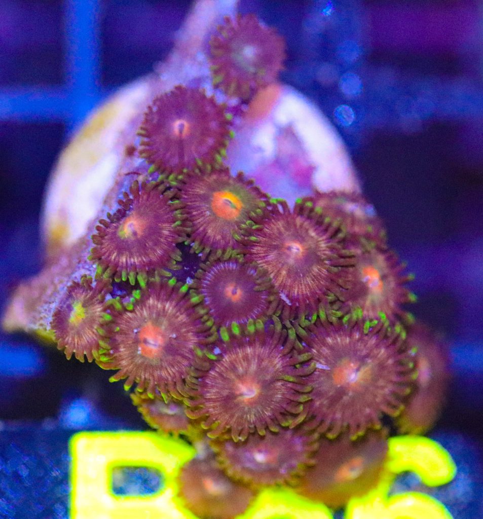 Frag Box Corals