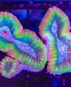 Wysiwyg Multi-Coloured Lobophyllia Coral   (C20)