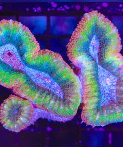Wysiwyg Multi-Coloured Lobophyllia Coral   (C20)