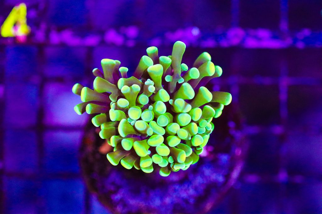 Frag Box Corals
