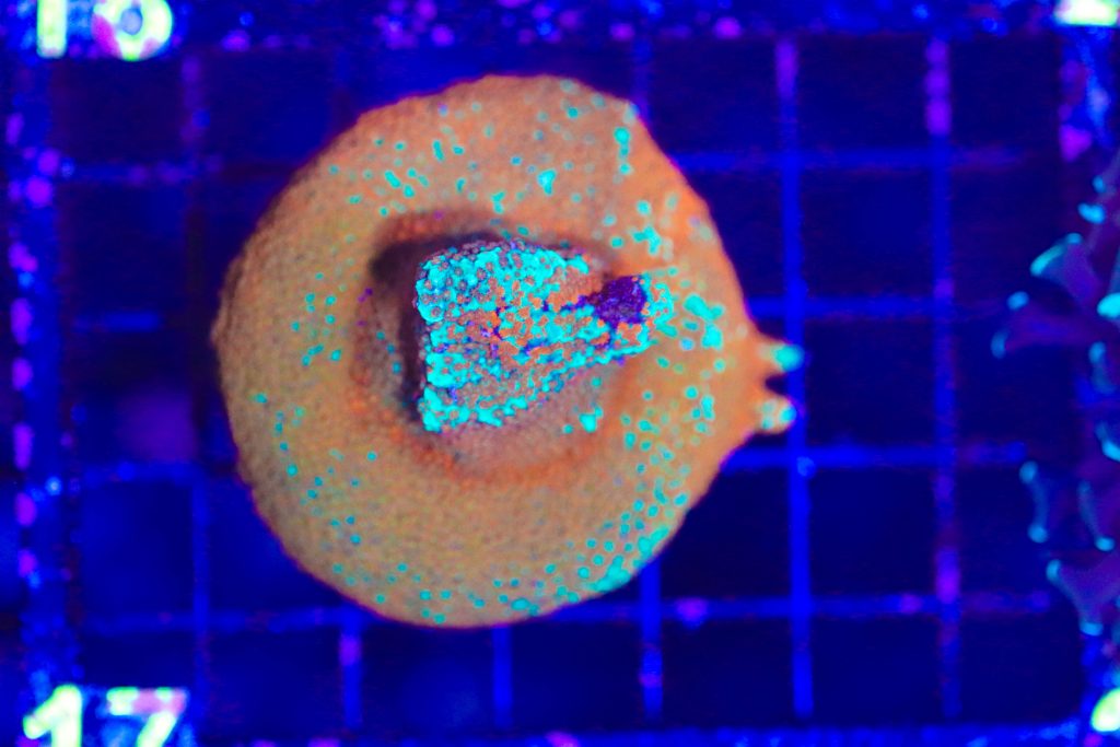 Frag Box Corals