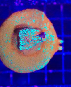 WYSIWYG Aquaman Montipora (C17)