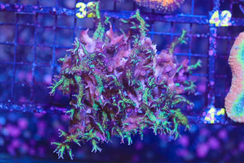 Frag Box Corals
