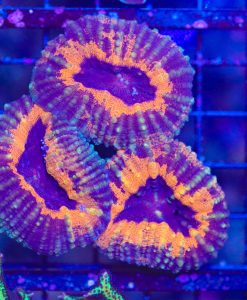 WYSIWYG Lobophyllia Coral Frags (C32)