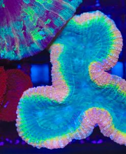Wysiwyg Symphillia Coral  (C40)