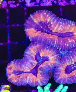 Wysiwyg Lobophyllia Coral (C76)
