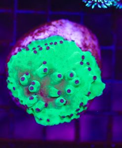 Wysiwyg Turbinaria Coral (C81)