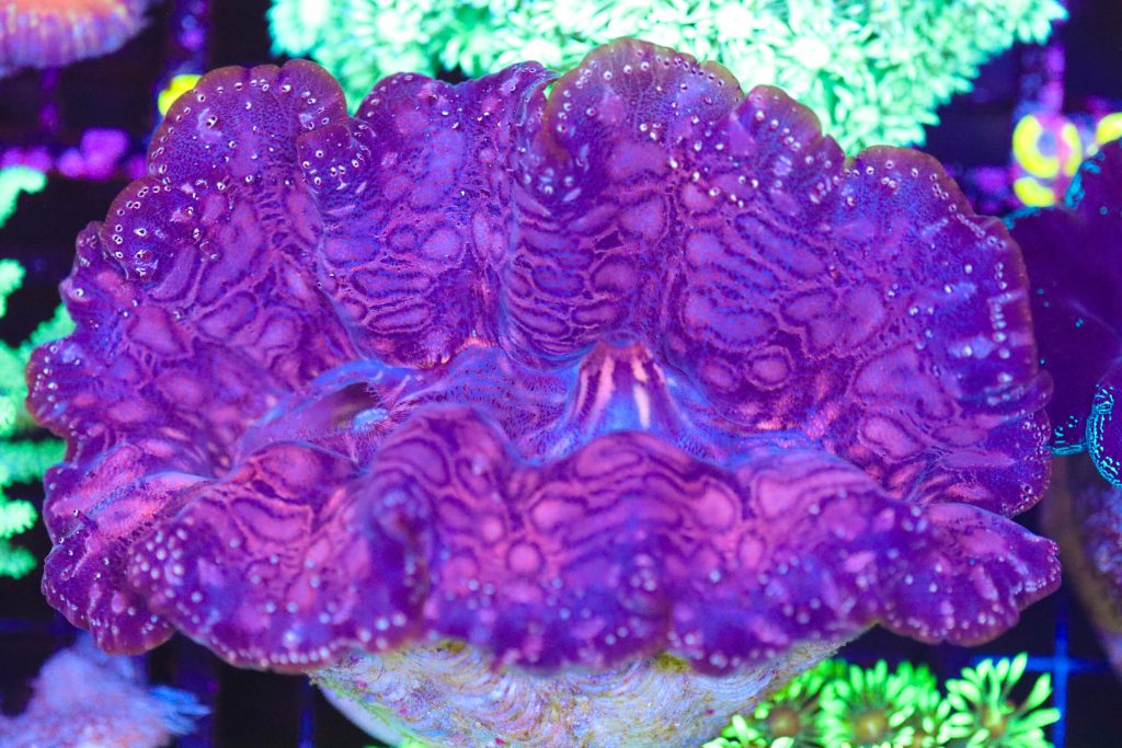Frag Box Corals