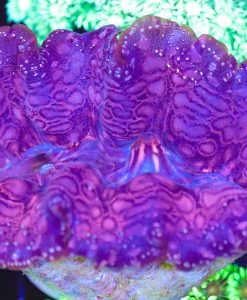 Wysiwyg XL Clam (C85)