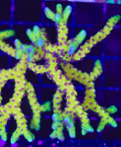 Wysiwyg Goldenrod Anacropora (C87)