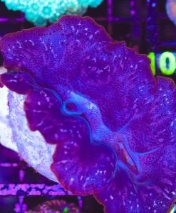 Wysiwyg XL Clam (C97) *Free shipping - no minimum livestock spend*