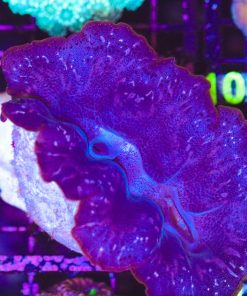 Wysiwyg XL Clam (C97) *Free shipping - no minimum livestock spend*